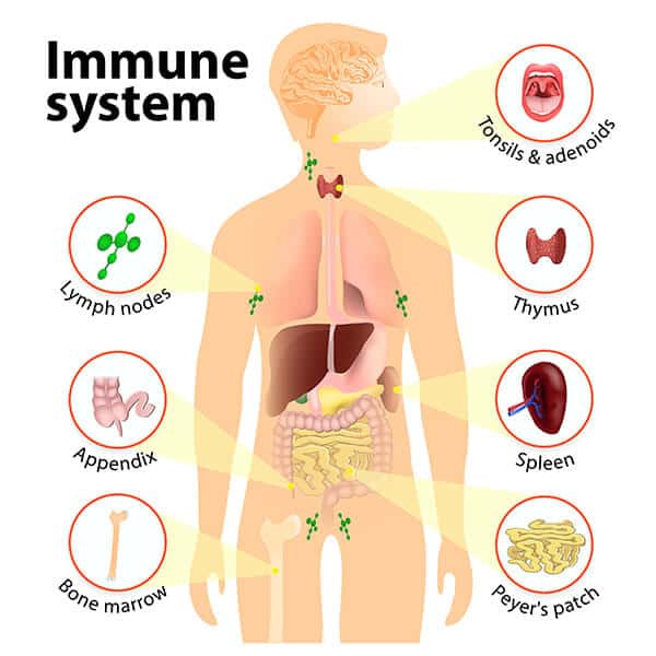 Can You Increase Your Immunity If You Have Diabetes ...